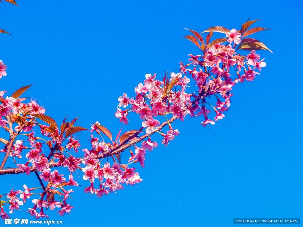 樱花