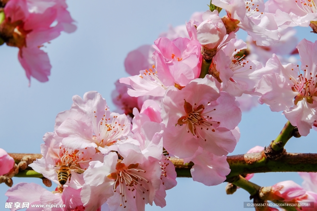 樱花