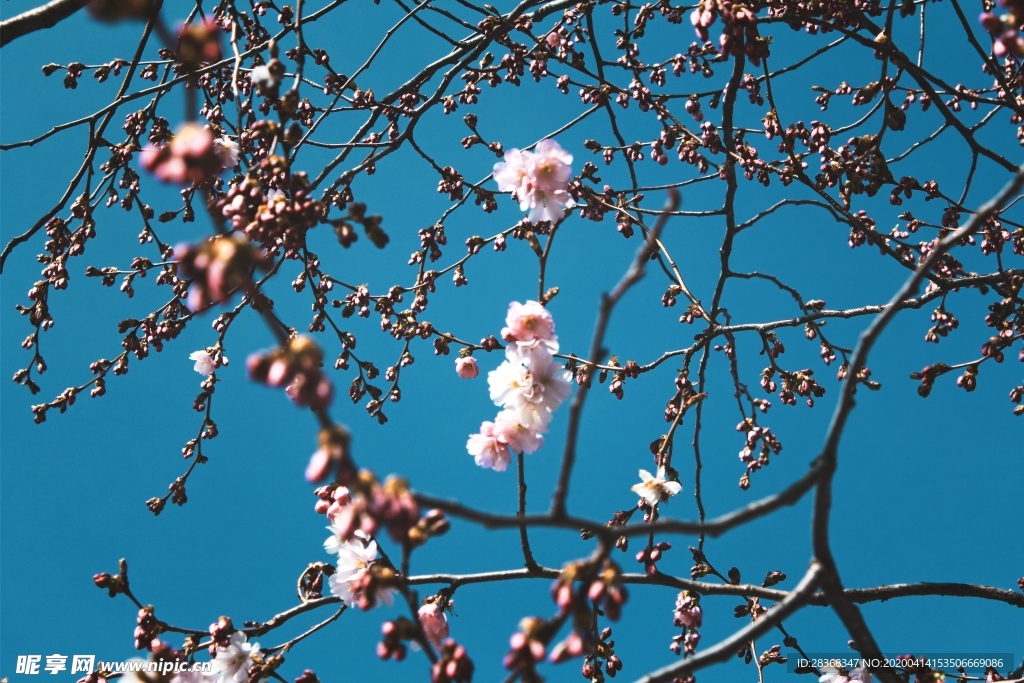 樱花