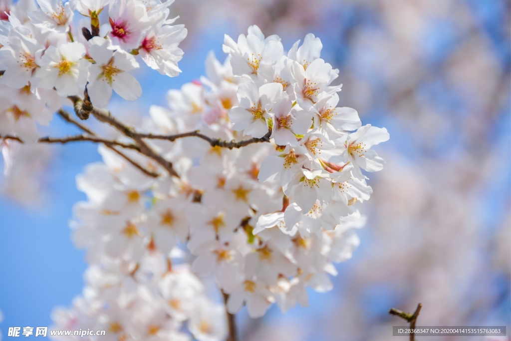 樱花