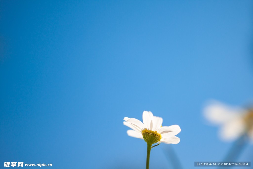 雏菊