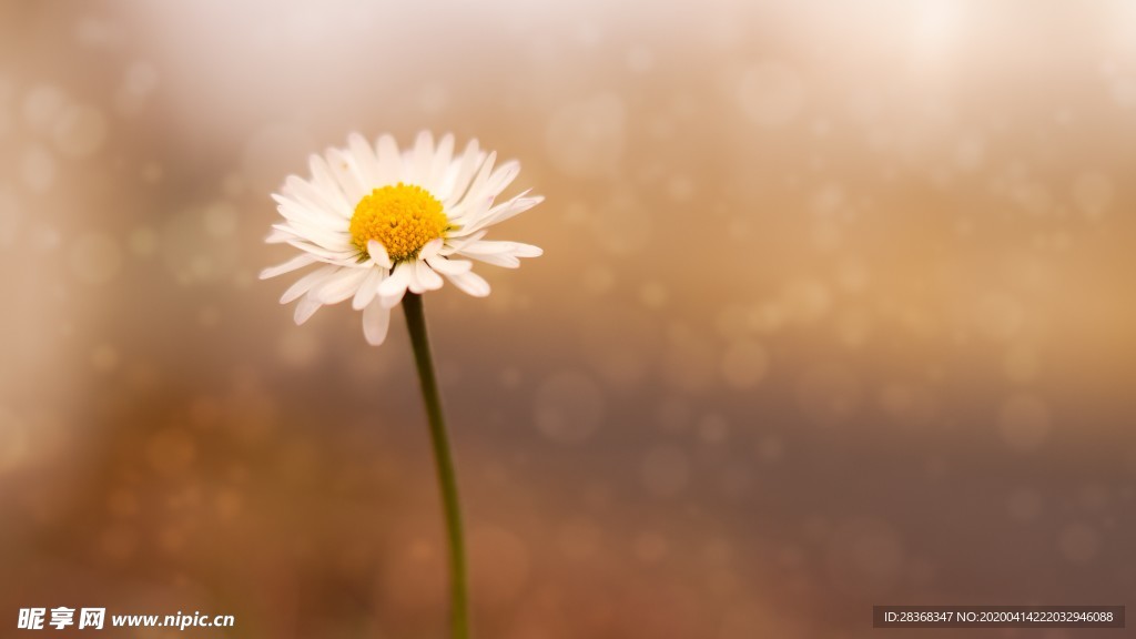 雏菊