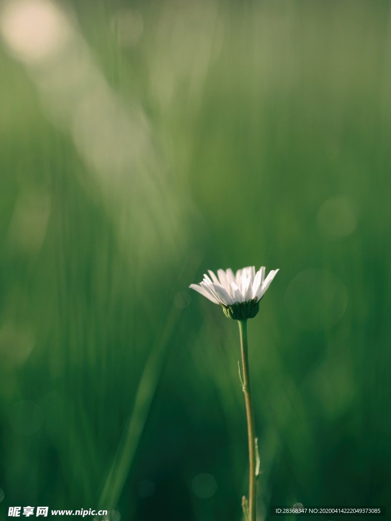 雏菊