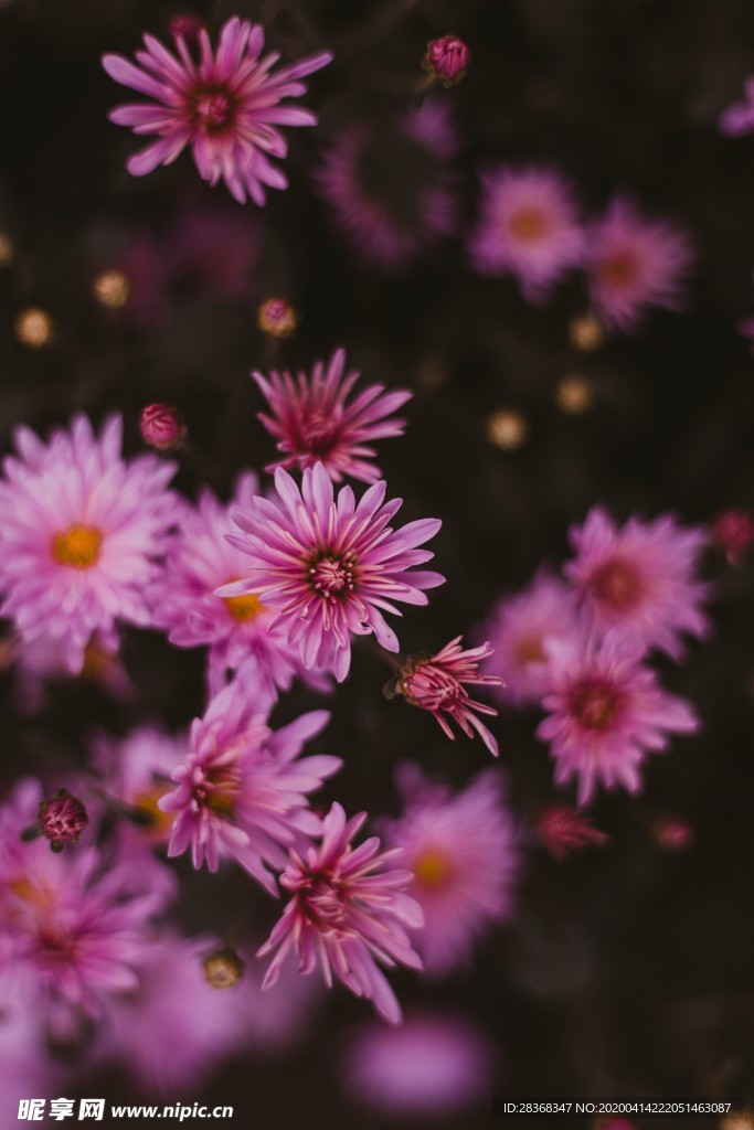 雏菊