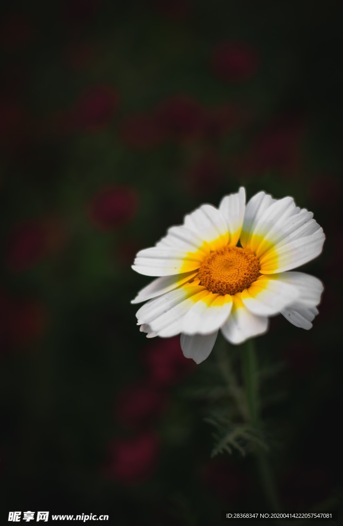 雏菊