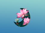 荷花