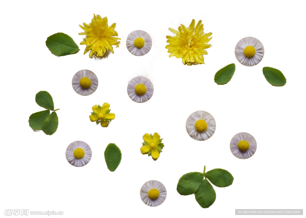 小黄花 花朵 PNG 透明