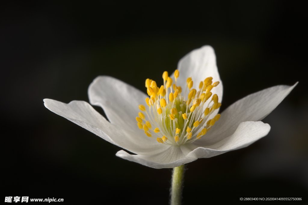 花朵 白色 银莲花