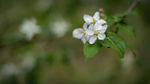 野樱桃花