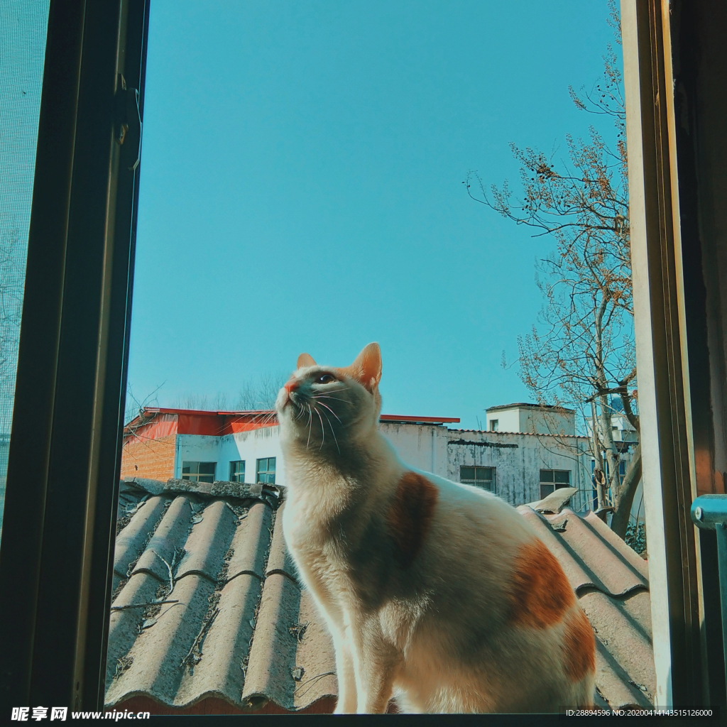 橘猫