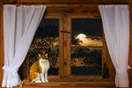 猫咪