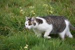 宠物 猫 动物 摄影 照片 摄
