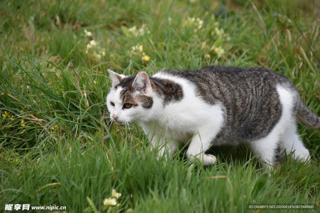 宠物 猫 动物 摄影 照片 摄