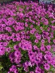 漂亮紫色雏菊 图片 菊花 雏菊
