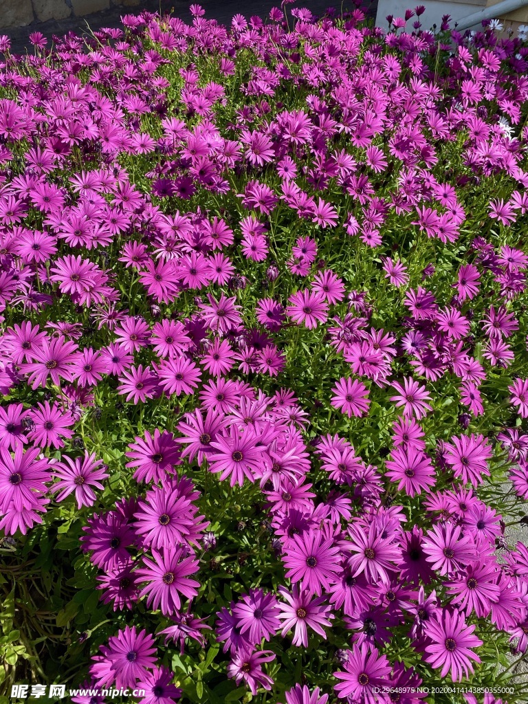 漂亮紫色雏菊 图片 菊花 雏菊