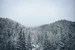 雪景 树林 冬季树林雪景 森林