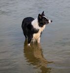 狗 犬 脸 哺乳动物 庆祝圣诞