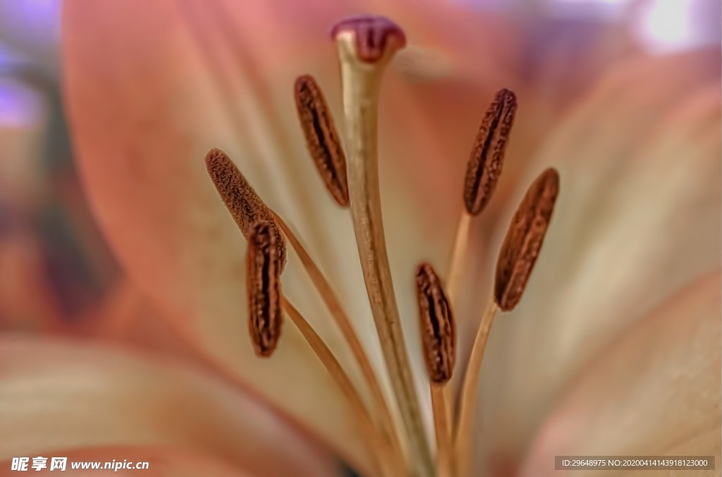 花芽