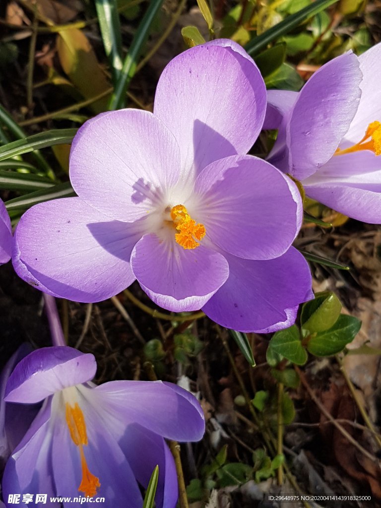 紫色的花 花朵 花儿 小花 花