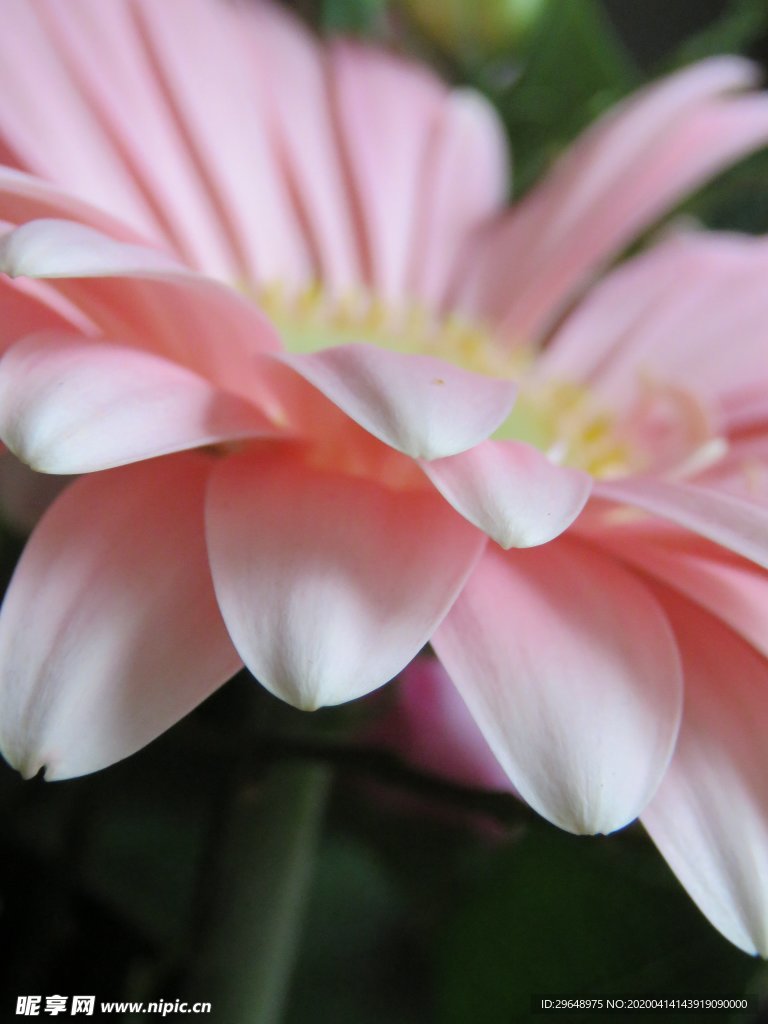 粉色的花 花朵 花儿 小花 花