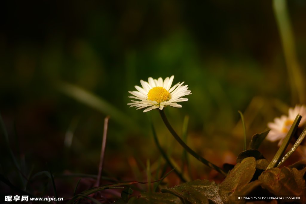 夏天 花卉 雏菊 小花 野花