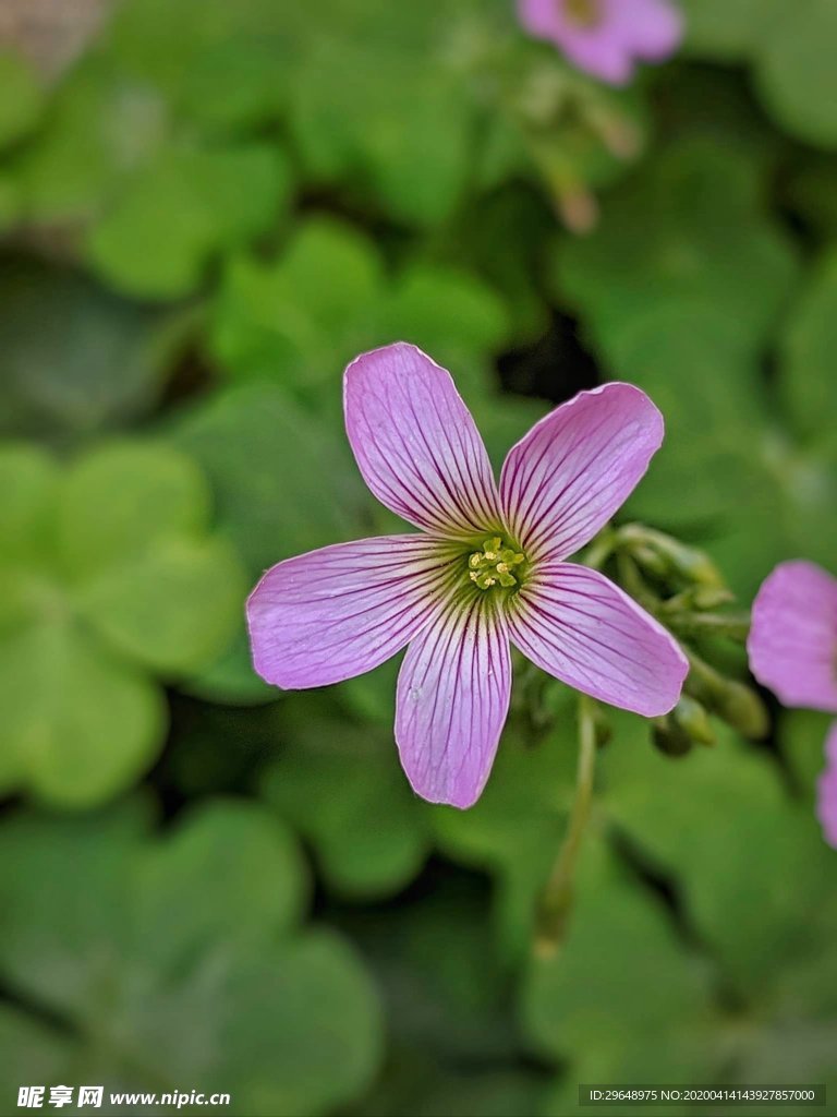 紫色的花 花朵 花儿 小花 花