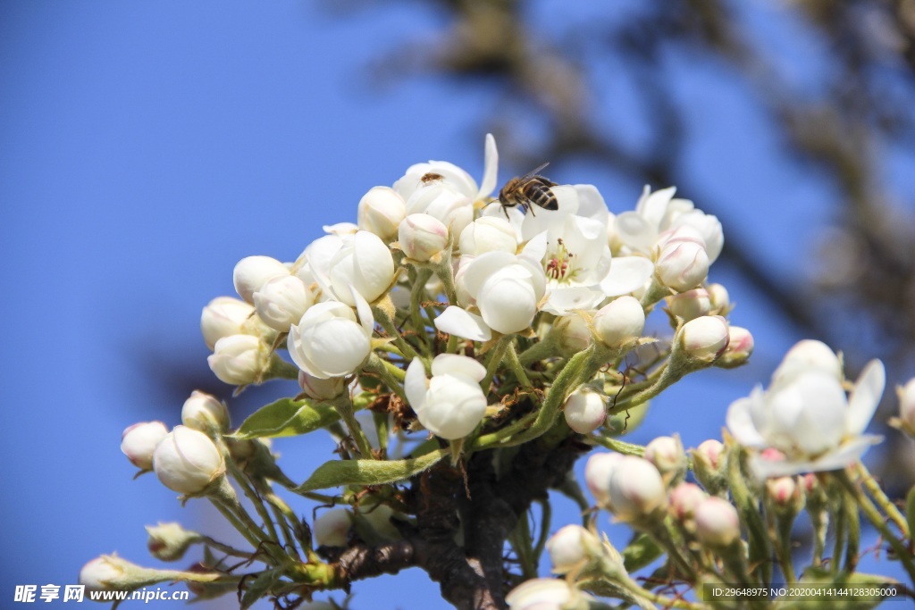 蜜蜂 采蜜 花蕊 花卉 昆虫