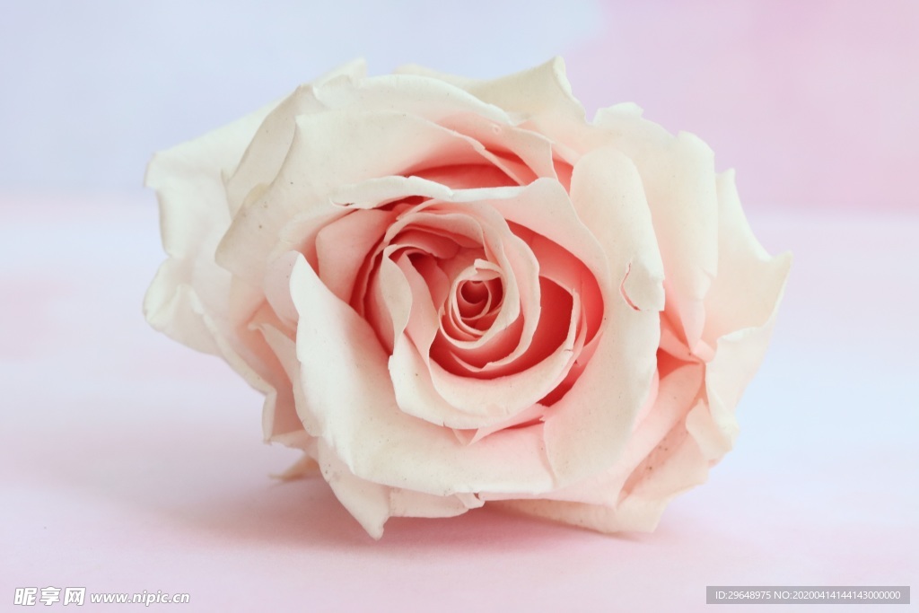 粉红玫瑰 粉红色 美 大自然的