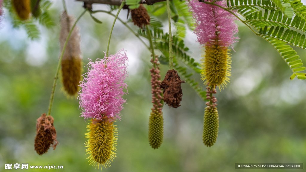 花