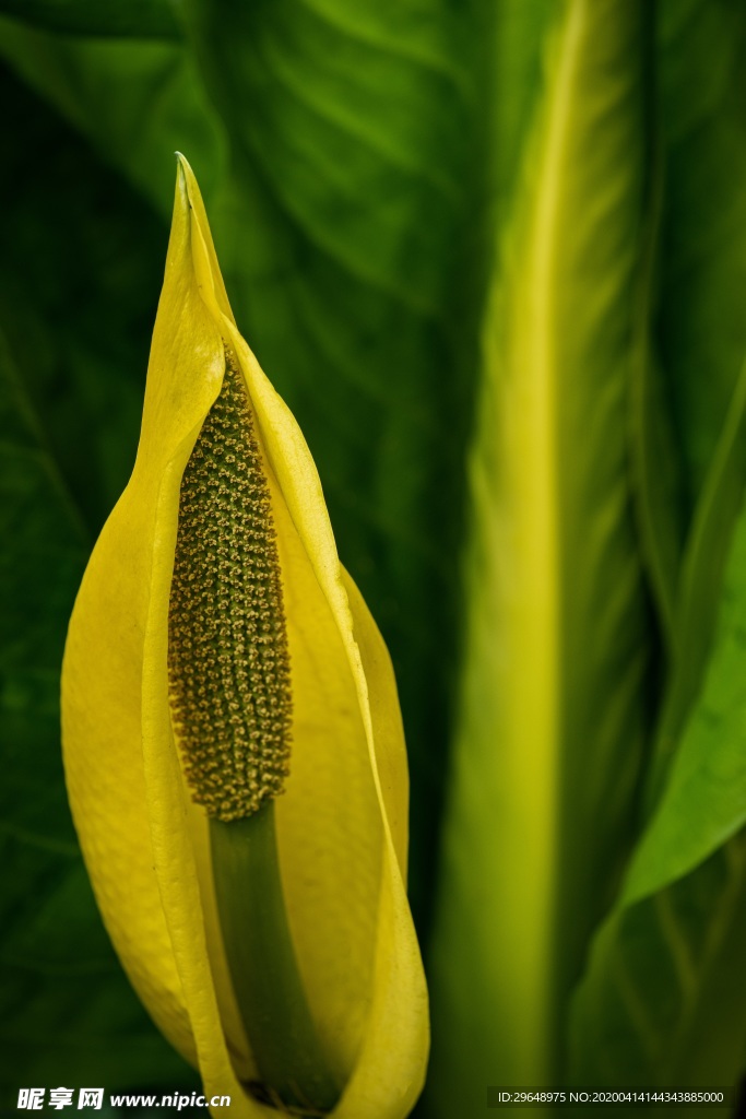 花草 嫩芽