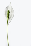 百合花
