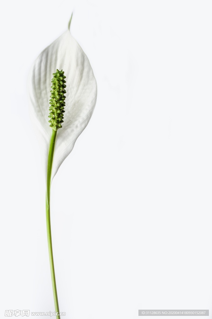 百合花