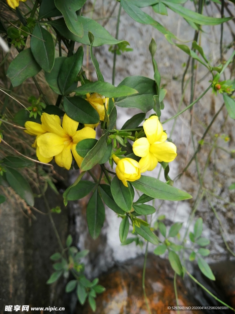 小黄花