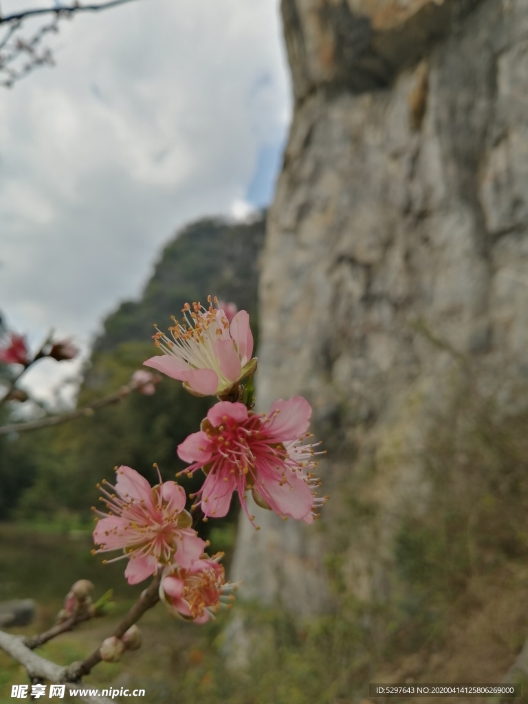 桃花