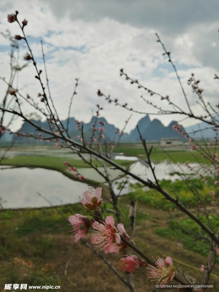 桃花