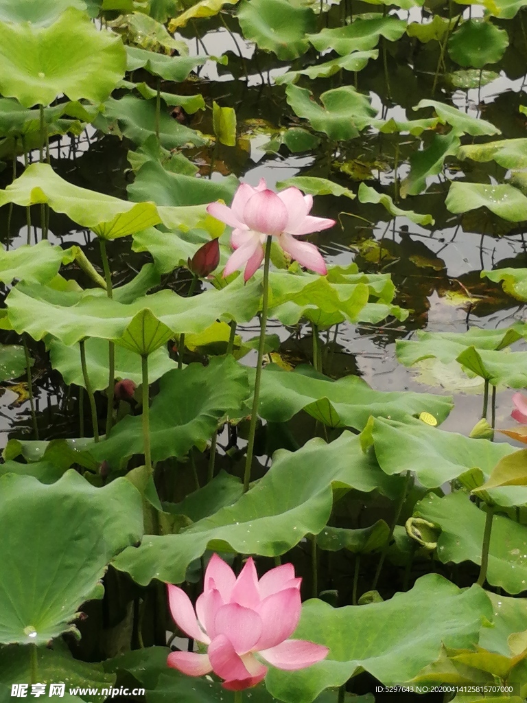 醉美荷花