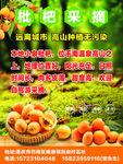 枇杷采摘