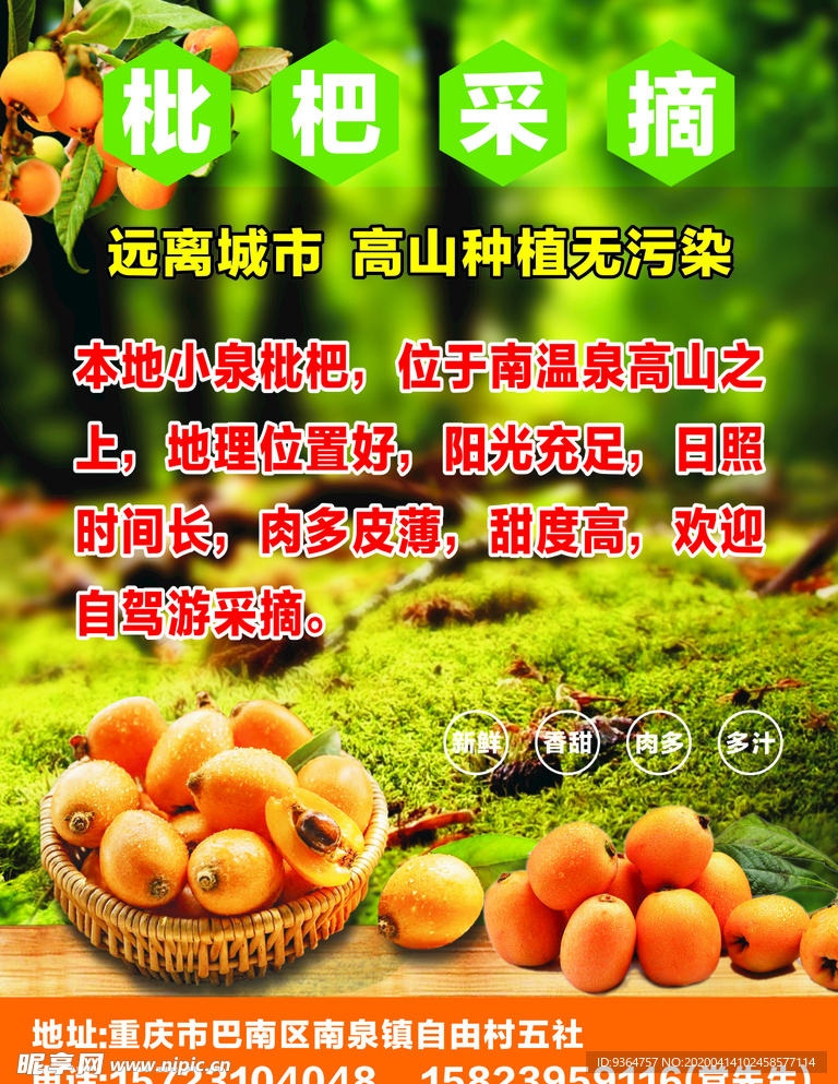 枇杷采摘