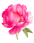 手绘粉红色牡丹花卉