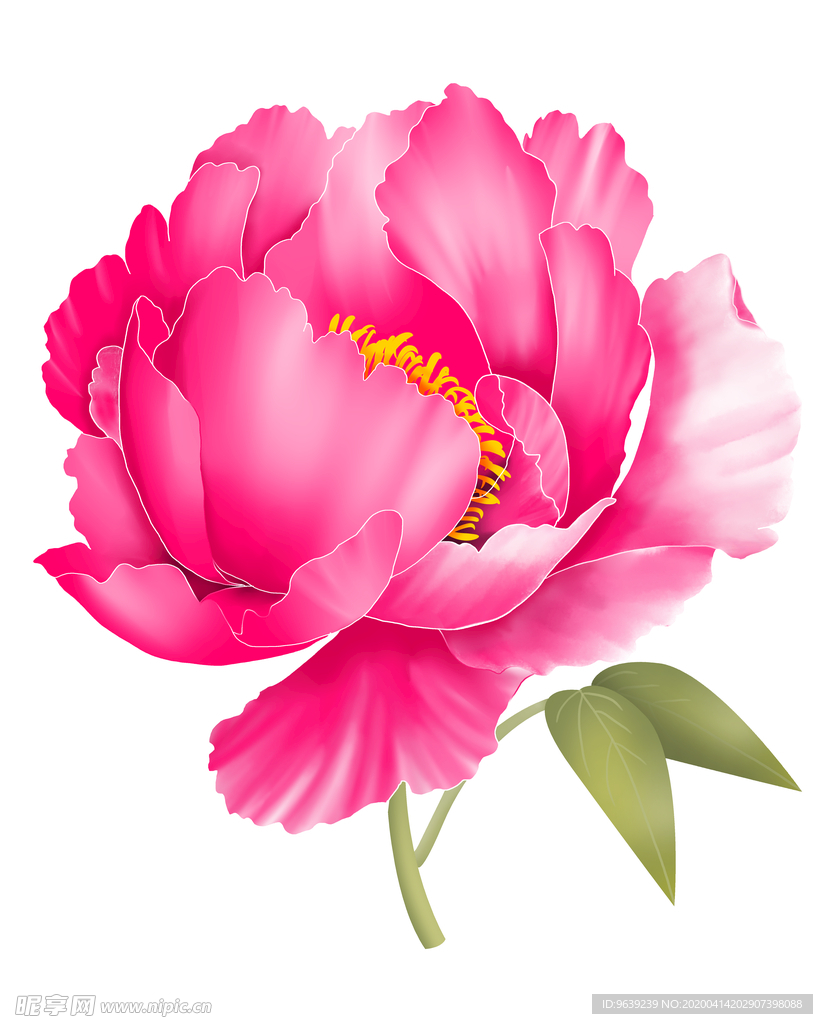 手绘粉红色牡丹花卉