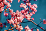 琼花