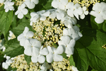 琼花