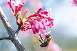 蜜蜂