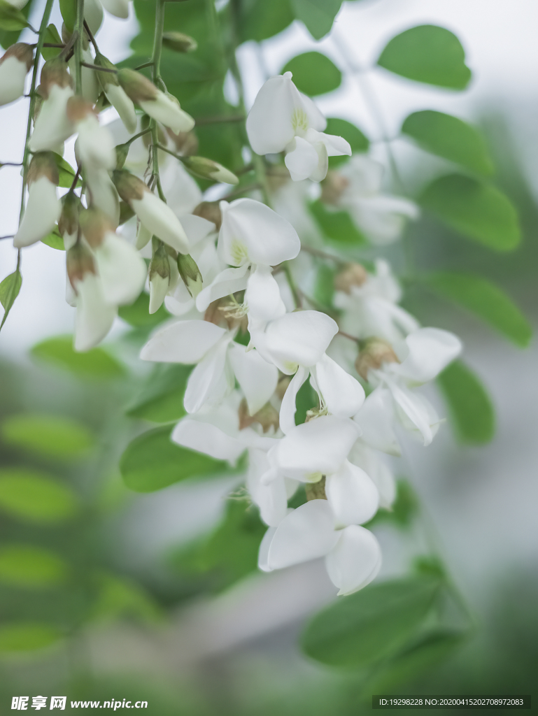 槐花