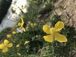 油菜花