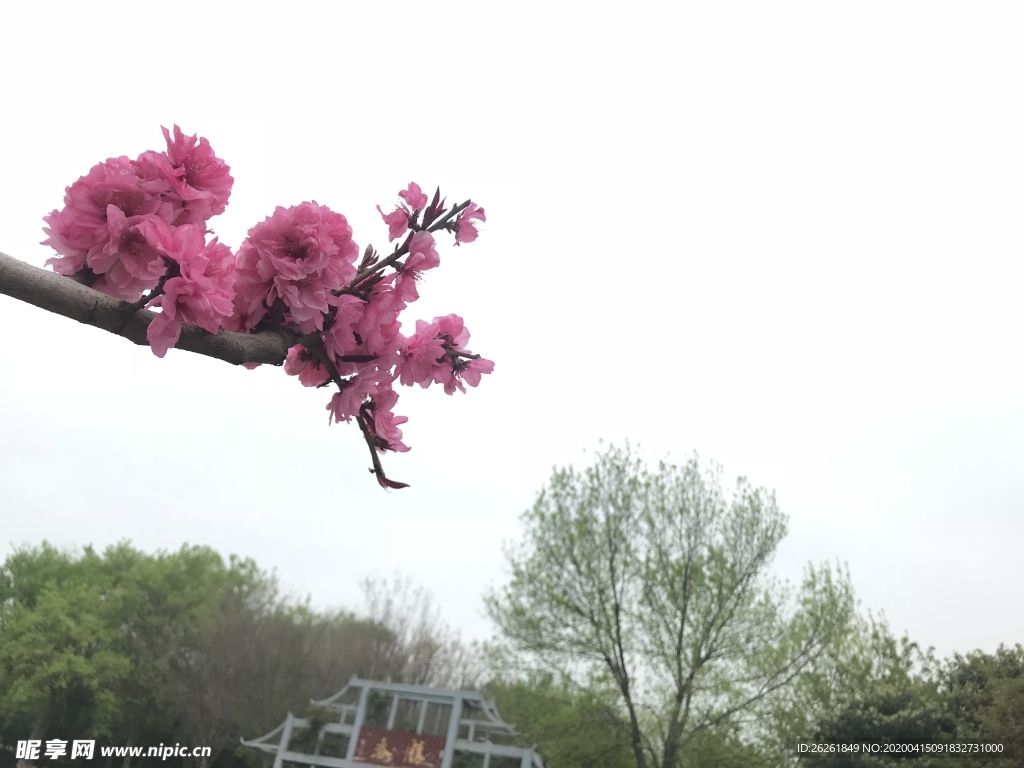 桃花