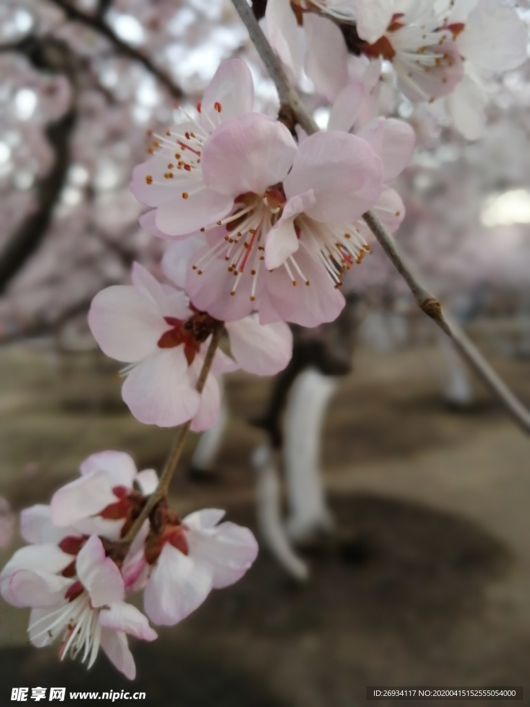 桃花