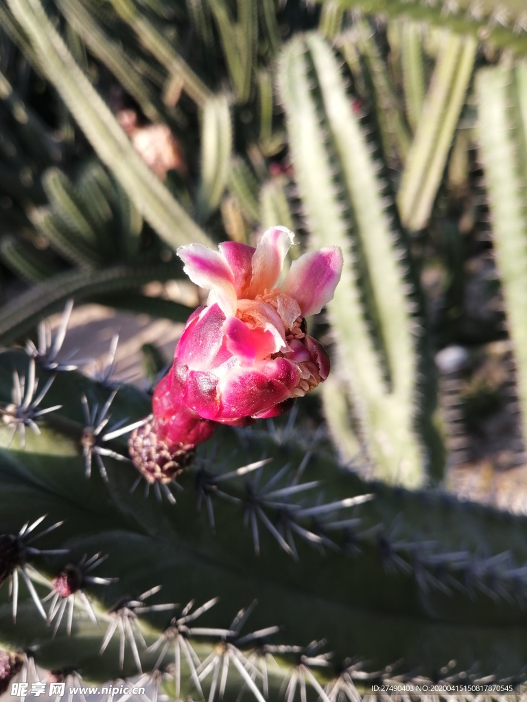仙人掌花