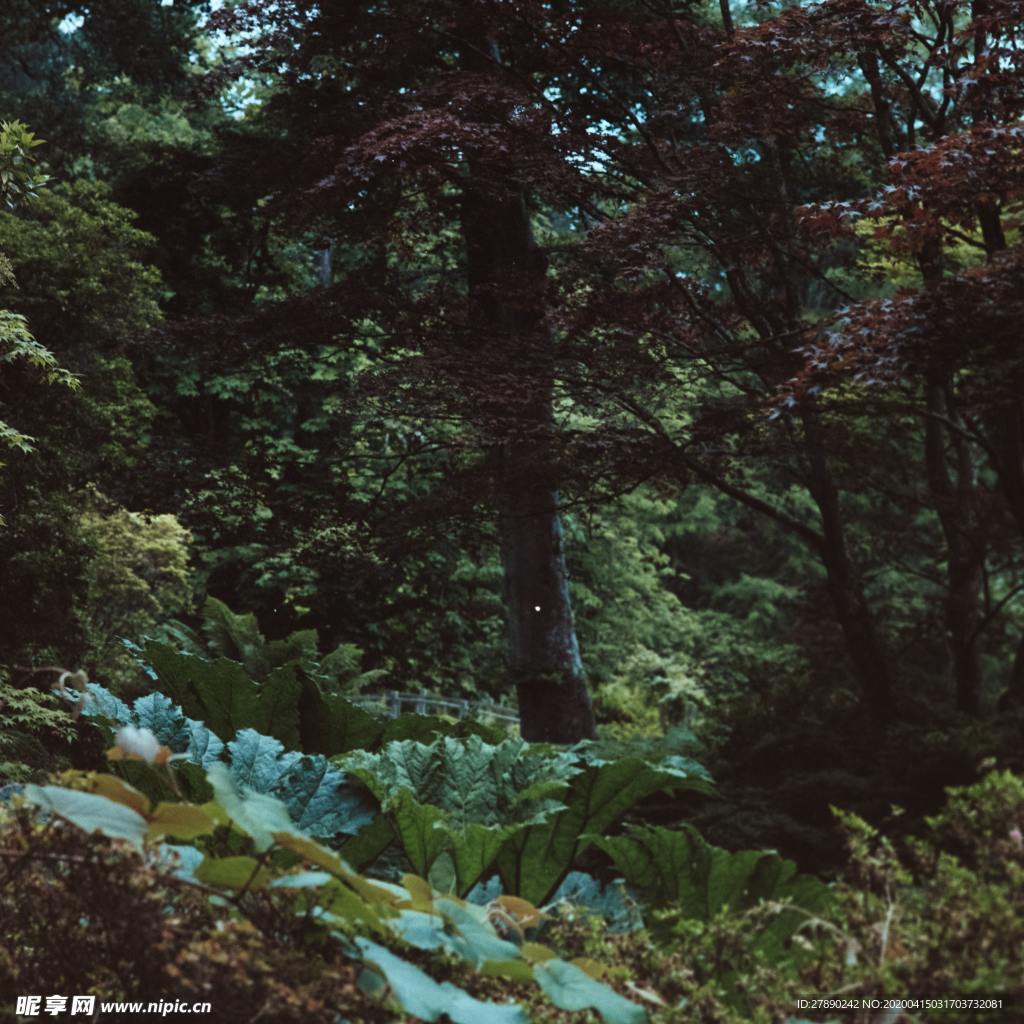 森林