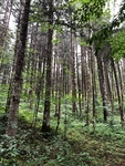 森林